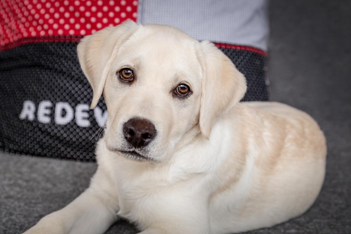 Murphy